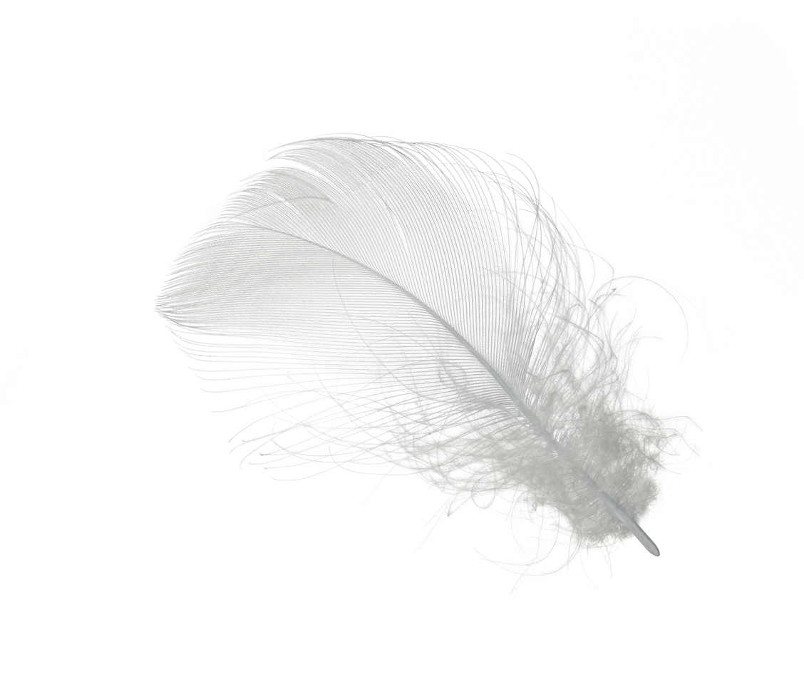 White Feather Isolated