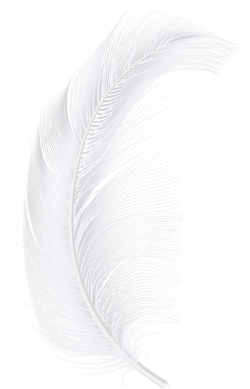 Bird feathers light goose or chicken plumage